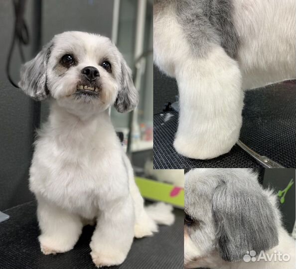 Стрижка собак (груминг)