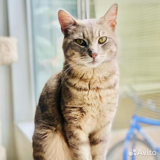 Ласковые тигровые полосатые коты и кошки бесплатно