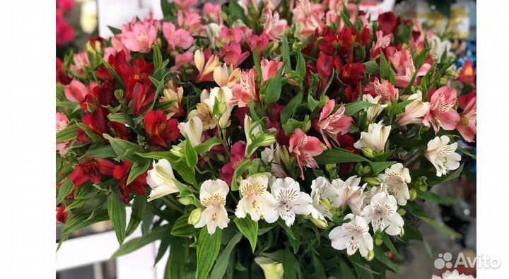 Альстромерия оптом роза зелень