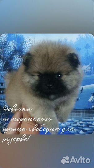 Шпицемишки девочки