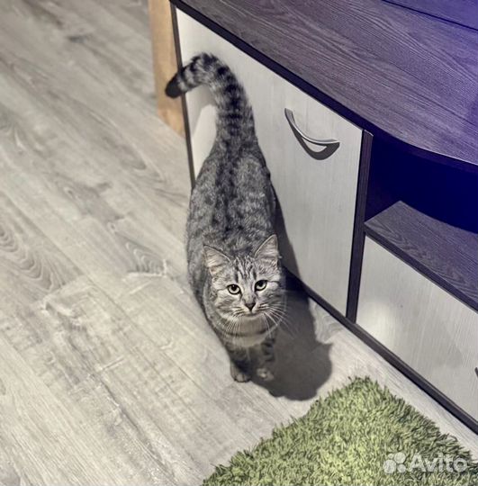 Ласковая кошечка ищет дом