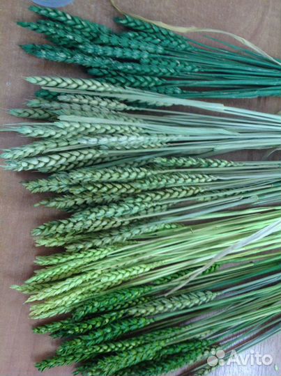 Сухоцветы голландские