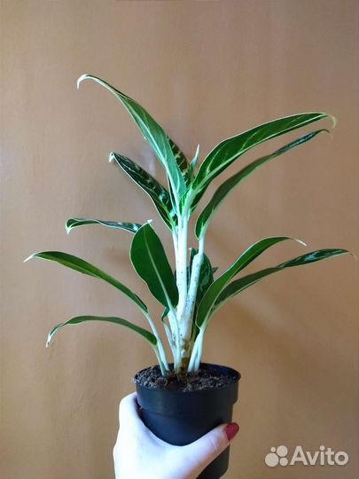 Аглаонема Иви Грин / Ivy Green