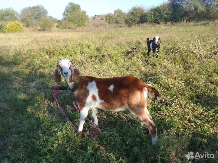 Козлики англо-нубийцы
