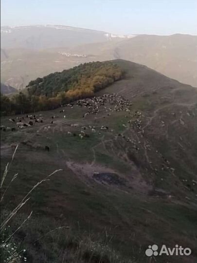 Баранчики Ярки