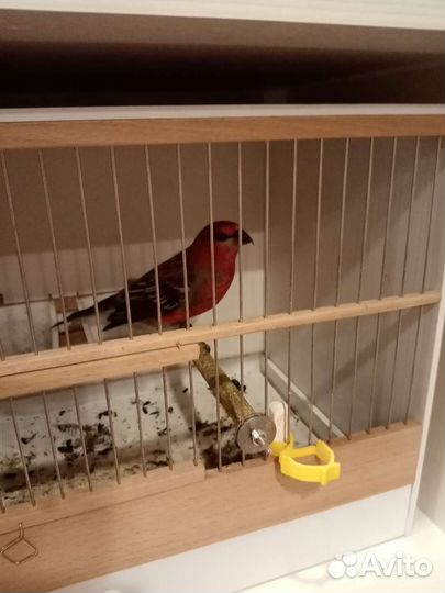 Птицы певчие