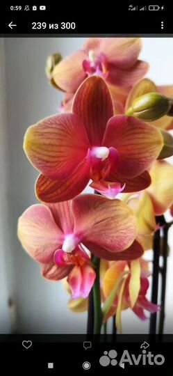 Орхидеи фаленопсисы разные