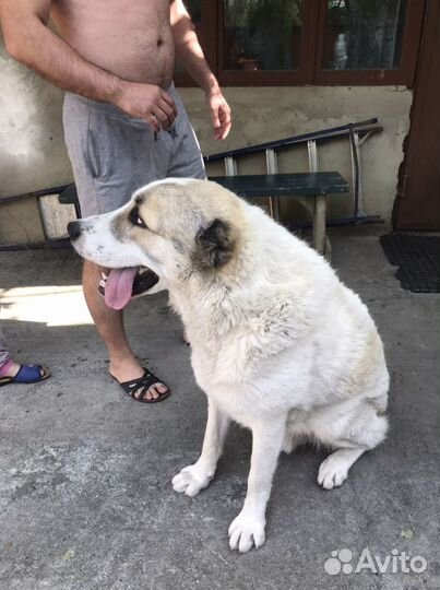 Алабай вязка