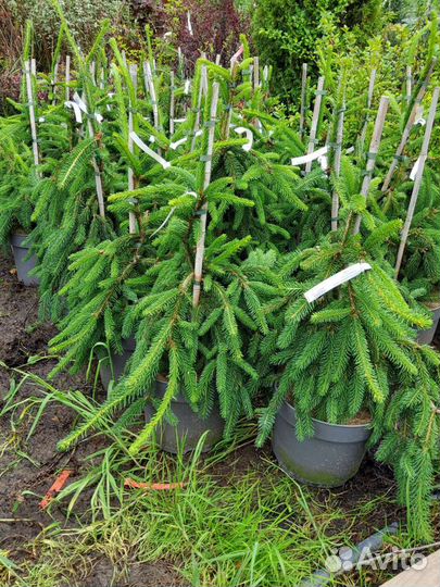 Ель обыкновенная Акрокона