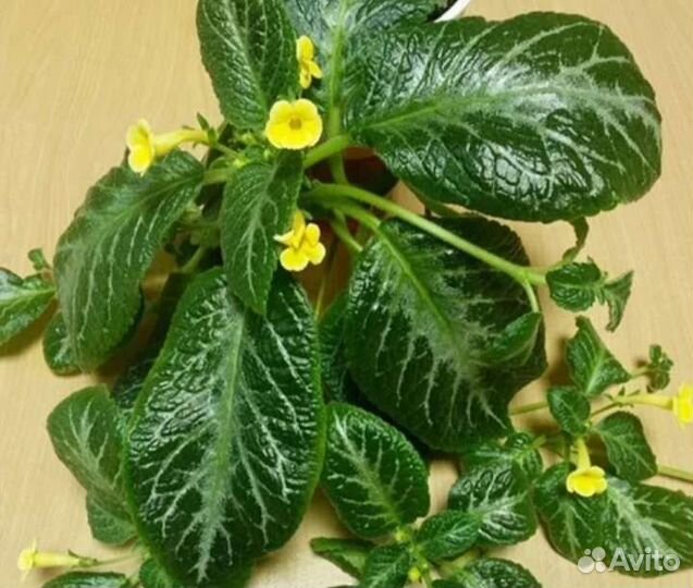 Эписция Yellow Mist