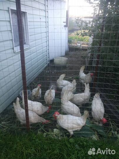 Куры несушки