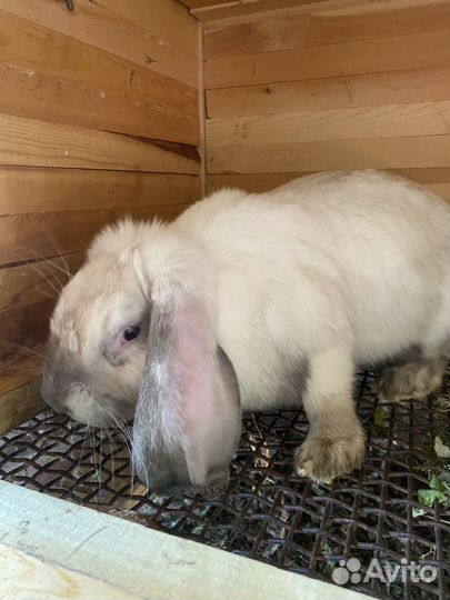 Кролики породы французский баран