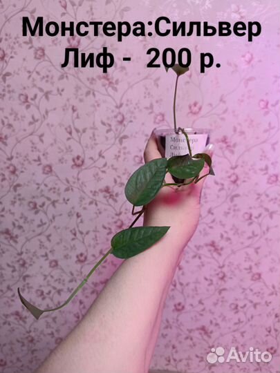 Разные сциндапсусы