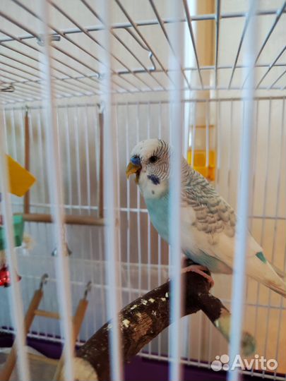 Попугай чех, волнистый попугайчик