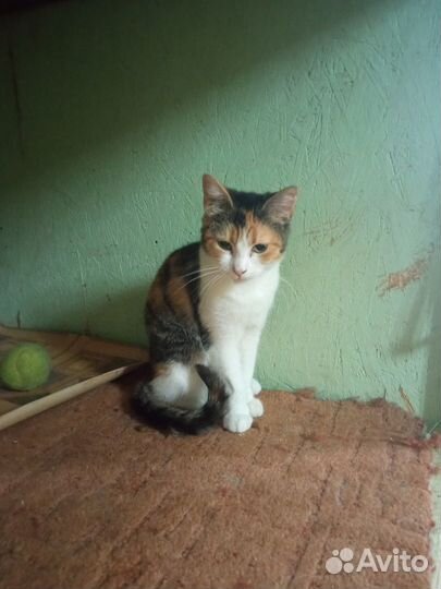 Трогательная Лисси