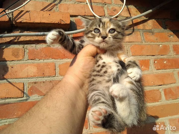 Котята в добрые руки бесплатно