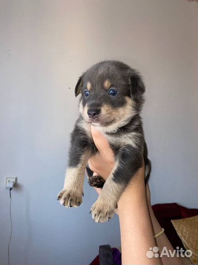 Той-терьер щенки