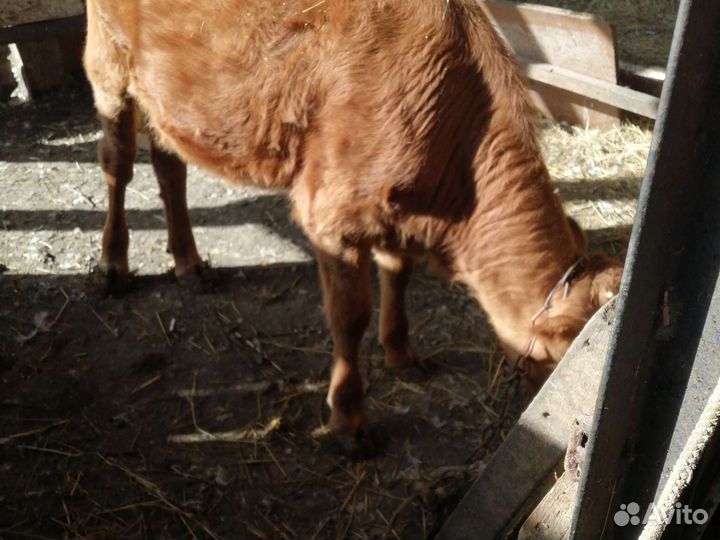 Телёнок 6м