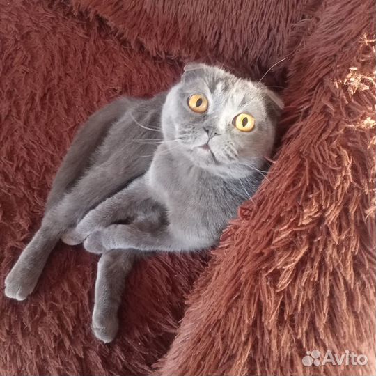 Отдам в добрые руки шотландскую вислоухою кошку