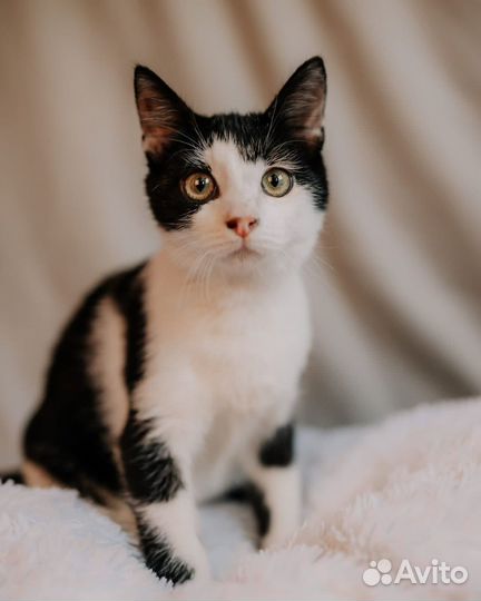 Котенок мальчик