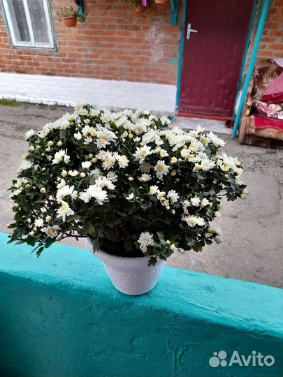 Цветы хризантемы, розы