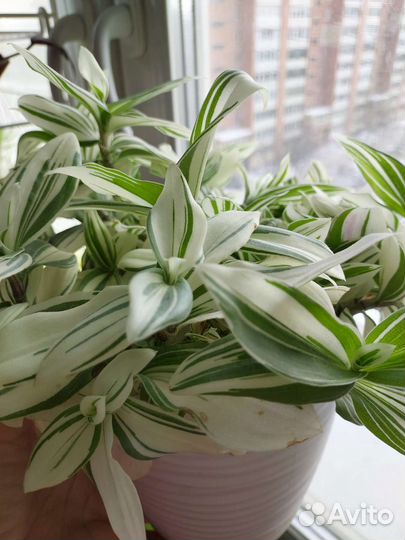 Каллизии Традесканции сортовые