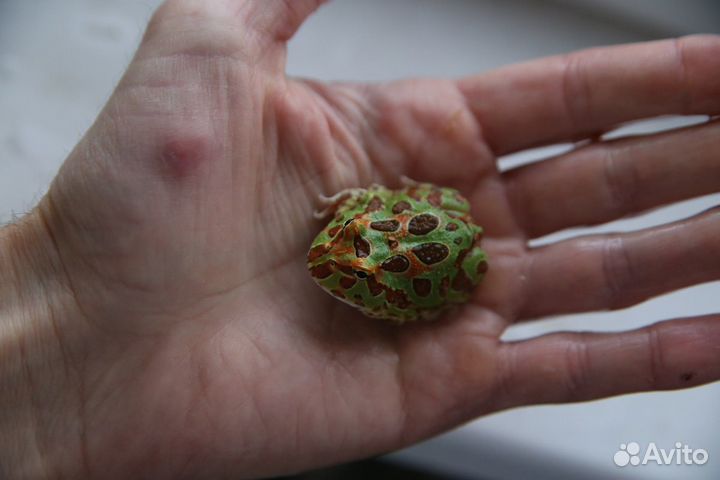 Лягушка-рогатка