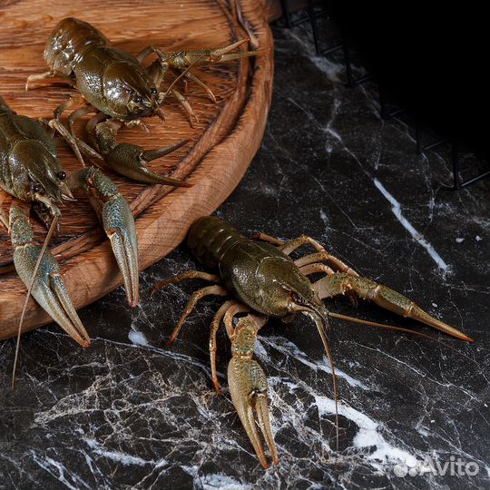 Живые раки с доставкой большие