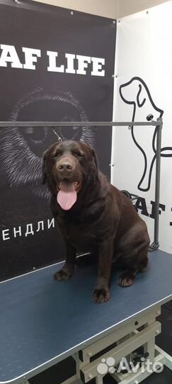 Груминг собак