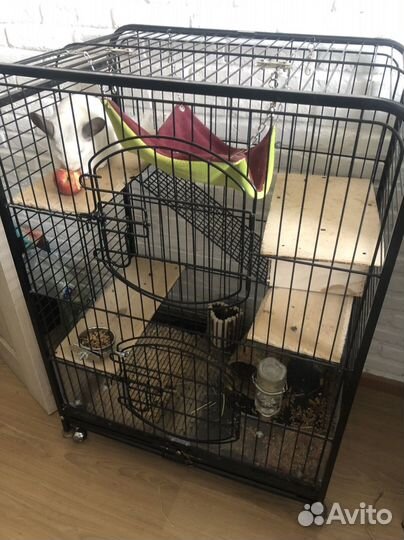 Шиншилла серебристая с клеткой