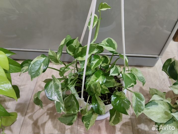 Фикус большой и другие взрослые растения