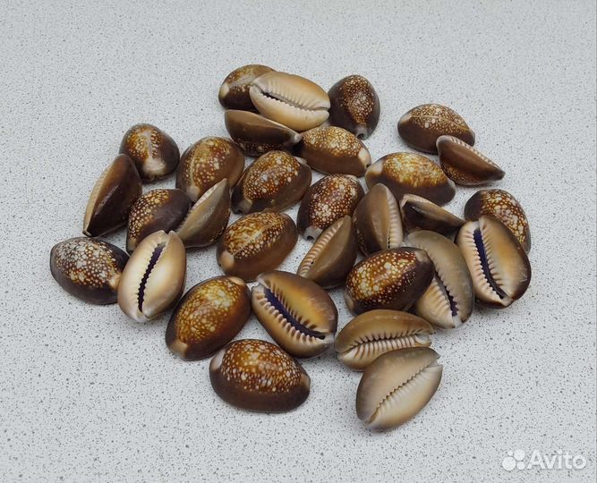 Капутсерпентус 2,901 морские ракушки раковины