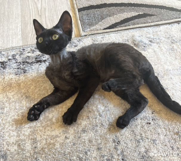 Девон-рекс кошечка