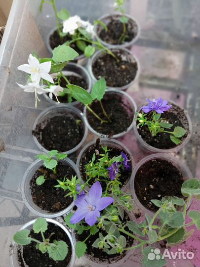 Кампанула жених и невеста