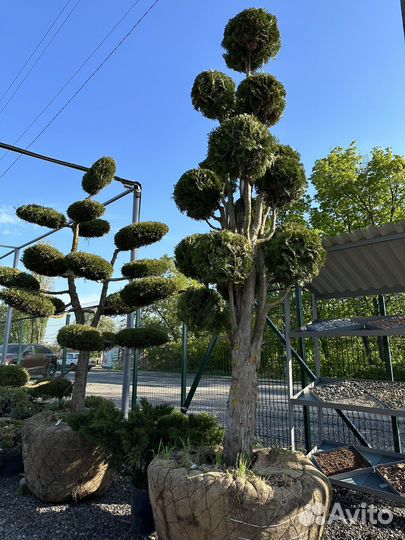 Уникальный - Туя помпон