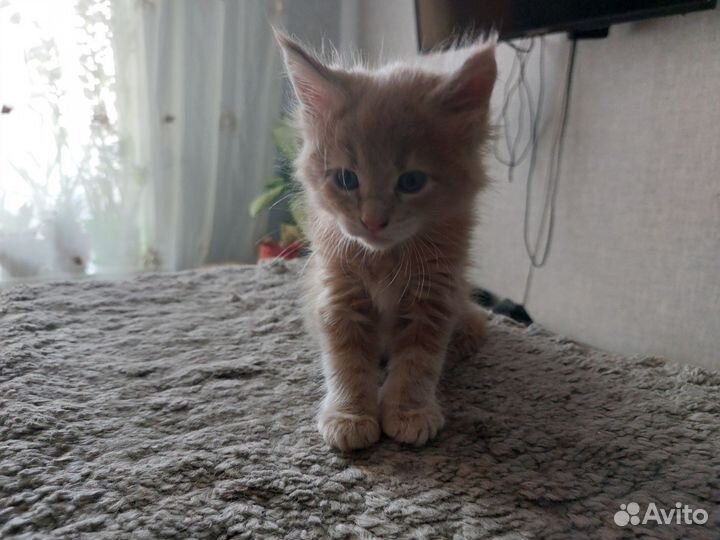 Котята мейн-кун