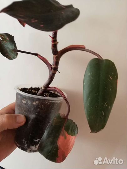 Розовая принцесса