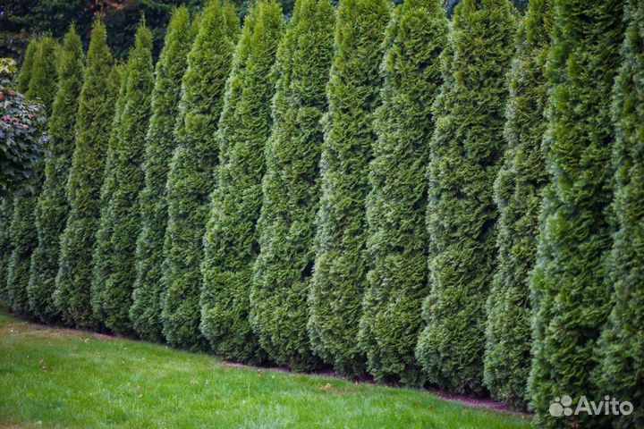 Туя с посадкой