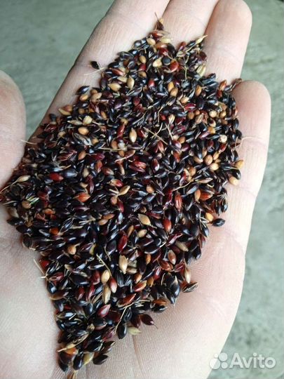 Семена суданки