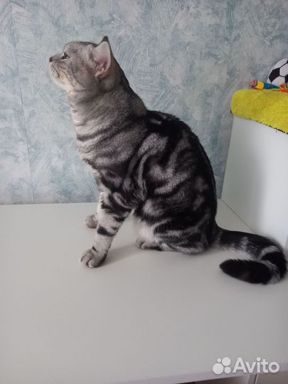 Кот шотландский