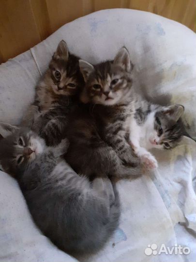 Кошки в добрые руки бесплатно