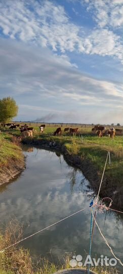 Телки коровы бычки