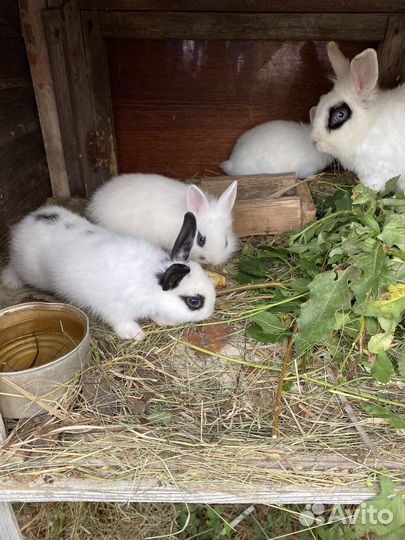 Кролики мини
