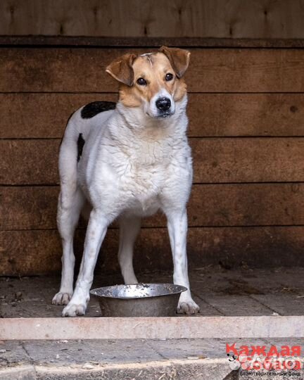 Собака в добрые руки