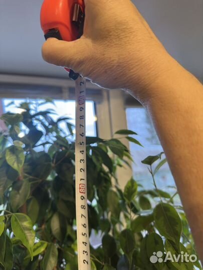 Фикус бенджамина