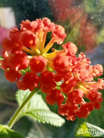 Монстера, хедера,лантана, сингониум