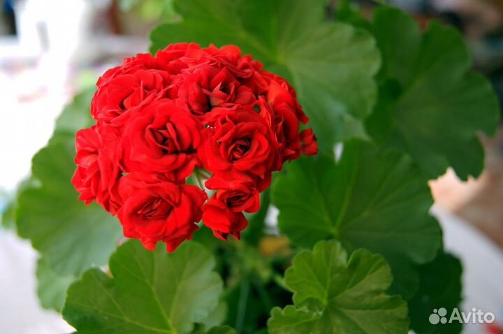 Пеларгония