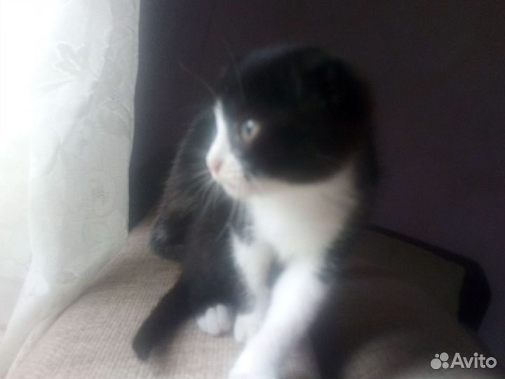 Котята в добрые руки 4 месяца