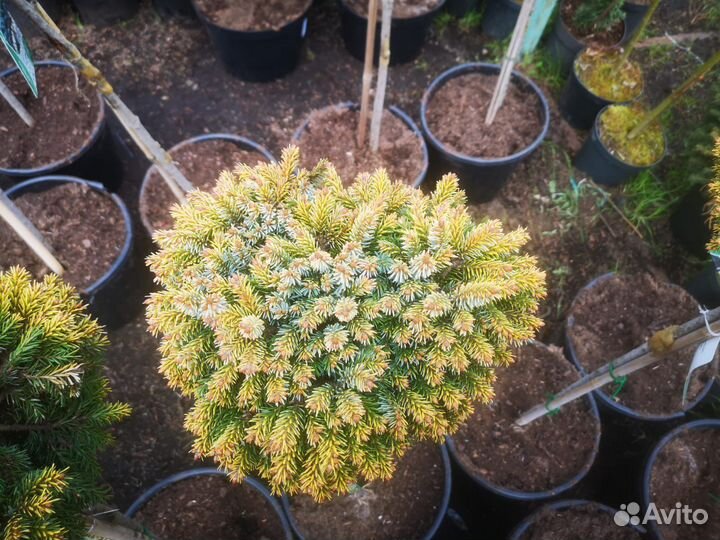 Ель Omorika Peve Tijn на штамбе 1-1,2