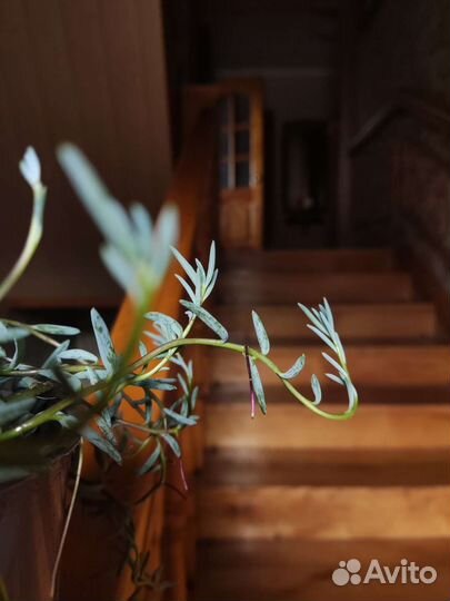 Сенецео Крестовник халианус